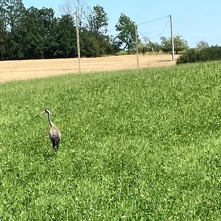 Nasz Tatarak - Sauna, Plaza I Kajaki W Cenie 펜션 Blanki
